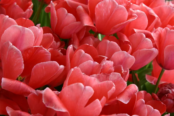 Garden flowers — Stock Photo, Image