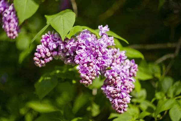 Lilac — Stock Photo, Image