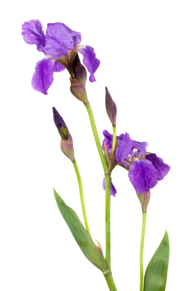 Paarse iris — Stockfoto
