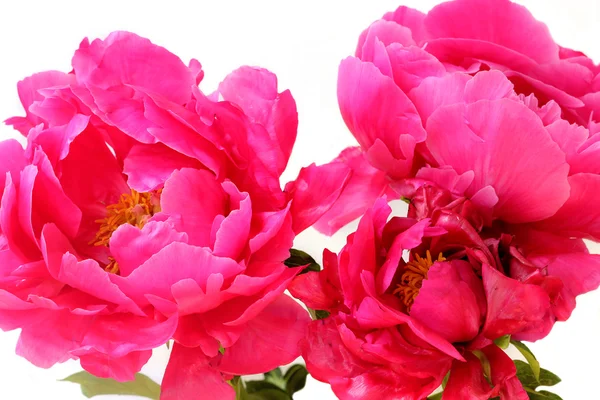 Peony flowers — Stock Photo, Image