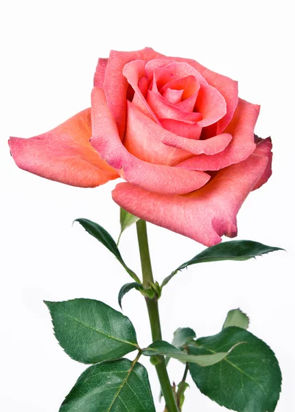 Pink roses Stock Picture