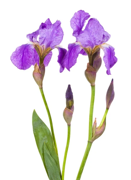 Menekşe çiçek iris — Stok fotoğraf