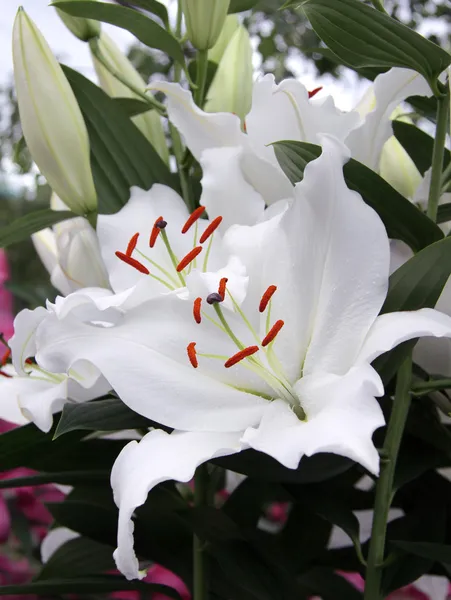 Lilly genomen in natuurlijk licht — Stockfoto