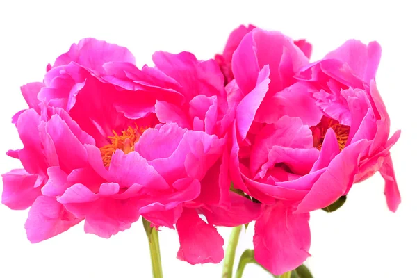 Peony flowers — Stock Photo, Image