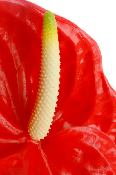 Kırmızı anturium — Stok fotoğraf