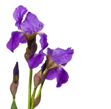 Menekşe çiçek iris