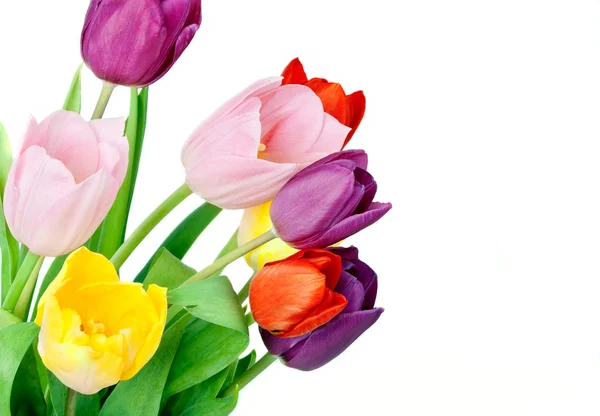 Lente tulp bloemen bos — Stockfoto