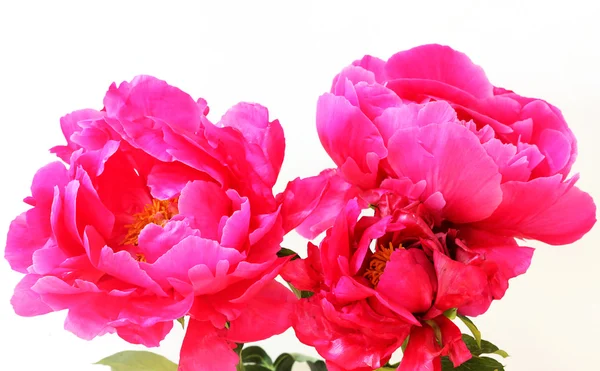 Peony flowers — Stock Photo, Image