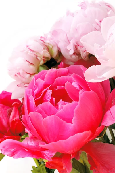 Flores de peónia — Fotografia de Stock