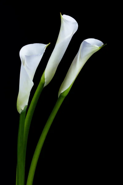 White calla lilies — Stock Photo, Image