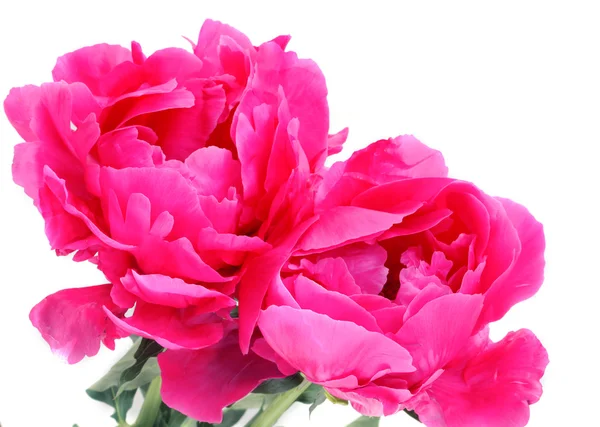 Peony flowers — Stock Photo, Image