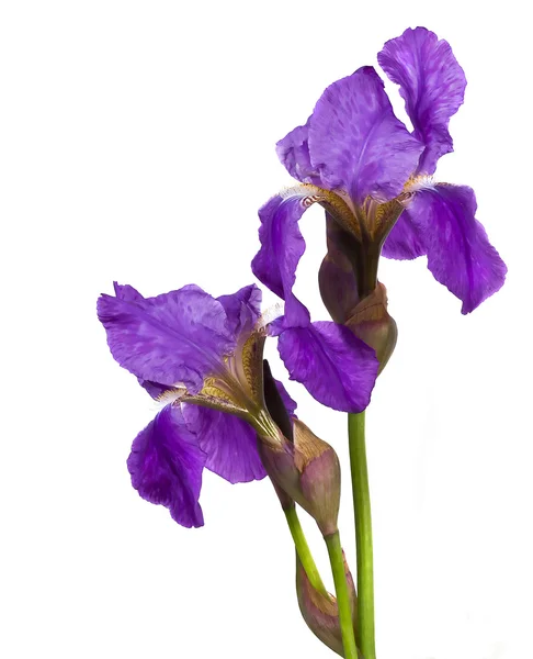 Fiore viola iris — Foto Stock