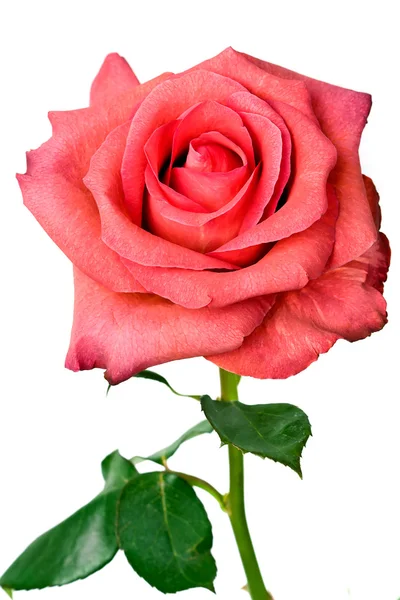 Rosa rosor — Stockfoto