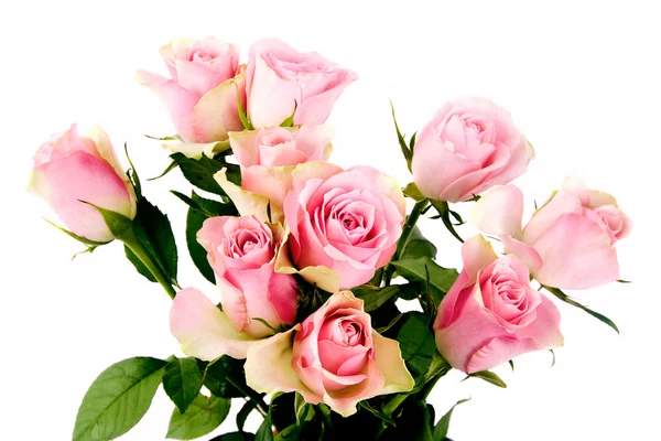 Pink roses — Stock Photo, Image