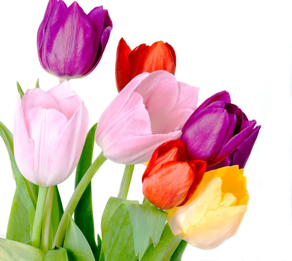 Tulips — Stock Photo, Image