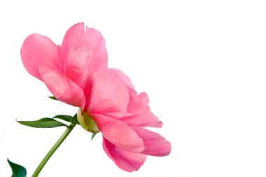 Üç pembe çiçekler