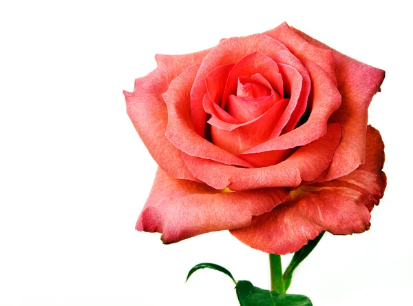 Rosas cor de rosa — Fotografia de Stock