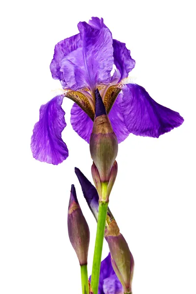 Violet flower iris — Stock Photo, Image