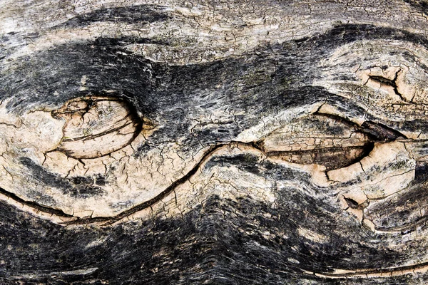 Коричневая текстура дерева — стоковое фото