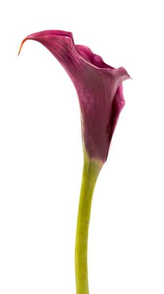 Калла-лилии — стоковое фото
