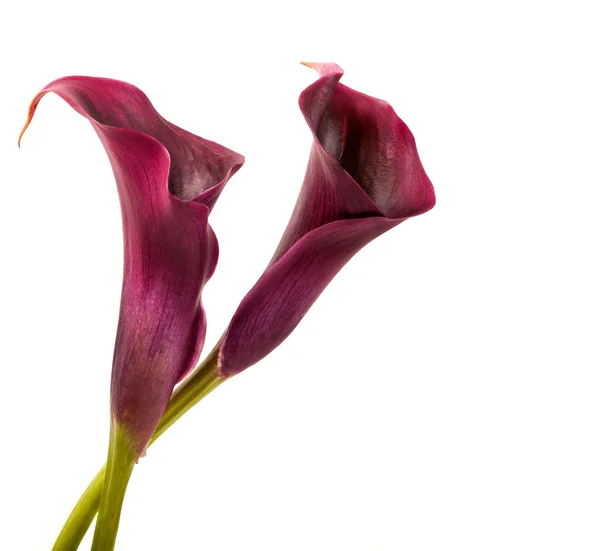 Calla Lilien — Stockfoto