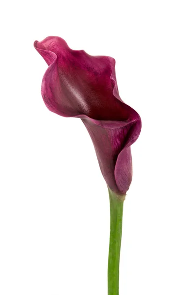 Calla zambak