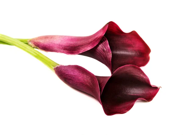 Calla Lilien — Stockfoto