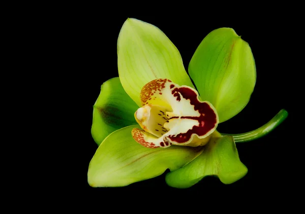 Flor de orquídea — Fotografia de Stock