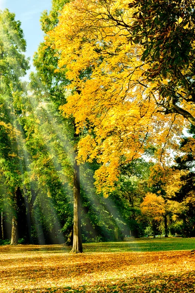 Herfst bomen — Stockfoto