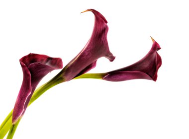 pembe calla zambak