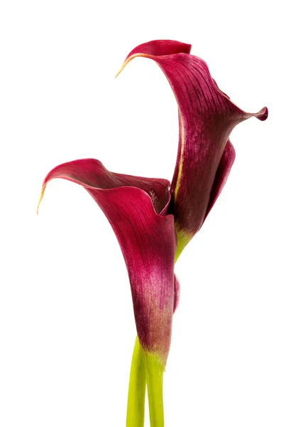 Calla lilies — Stock Photo, Image