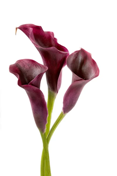 Calla zambak