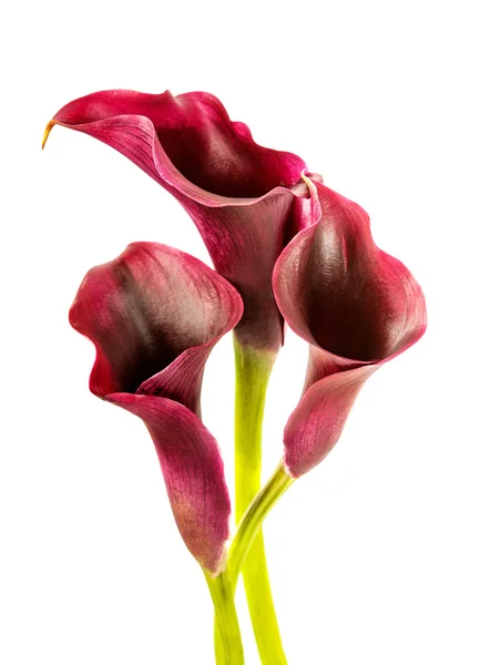 Gigli di Calla — Foto Stock