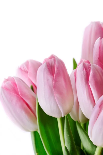 Tulip — Stock Photo, Image