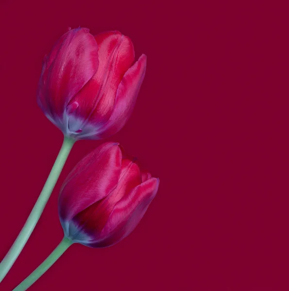 Tulipas vermelhas — Fotografia de Stock