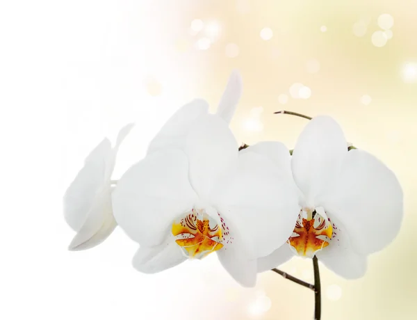 Witte orchidee — Stockfoto