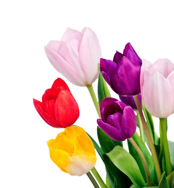 Spring Tulip Flowers bunch — Stock Photo, Image