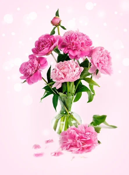 Peonia rosa in vaso di vetro — Foto Stock