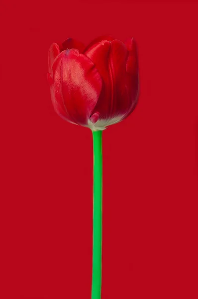 Rote Tulpen — Stockfoto