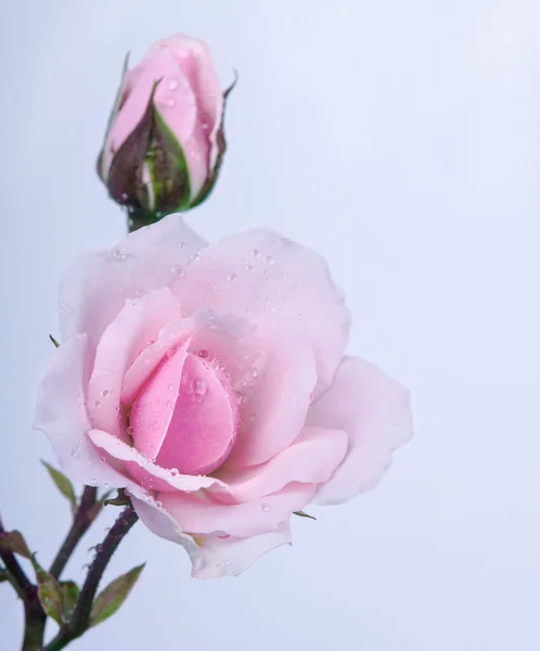 美丽玫瑰花蕾 — 图库照片