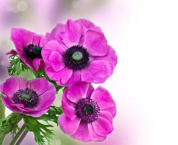 美丽的紫色海葵花 — 图库照片