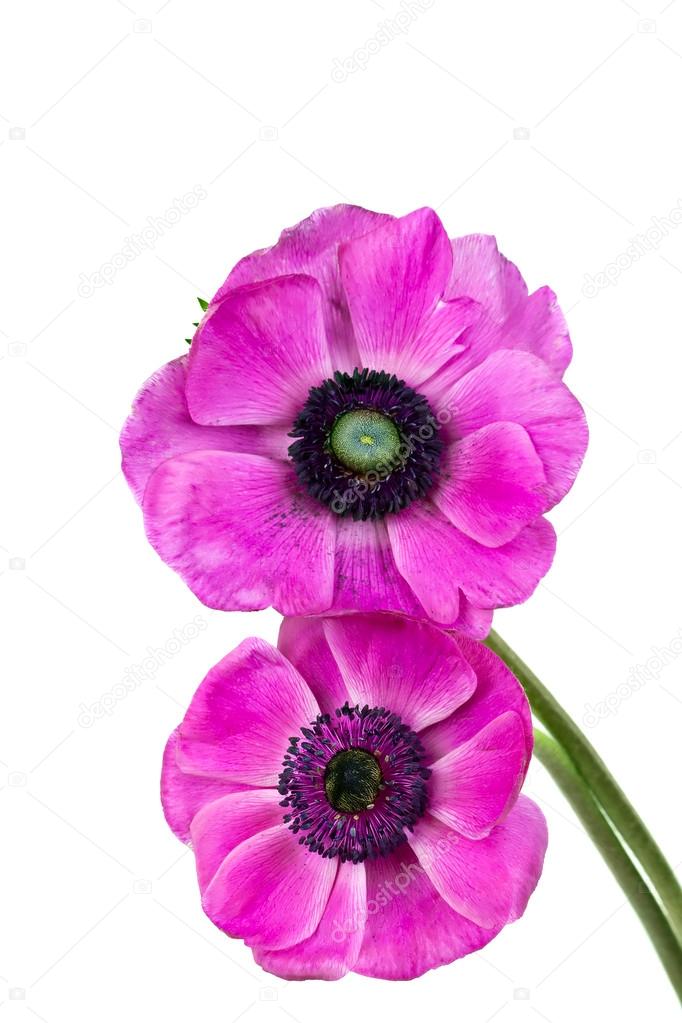 Beautiful purple anemone flower