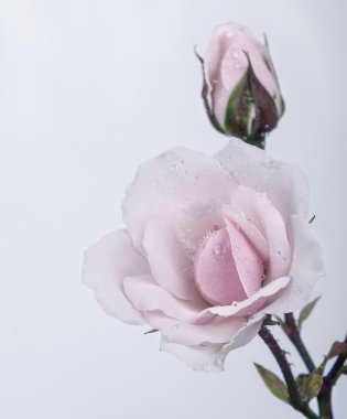 güzel gül tomurcukları ile