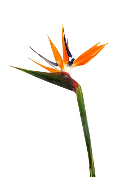 Pássaro do paraíso Flores — Fotografia de Stock