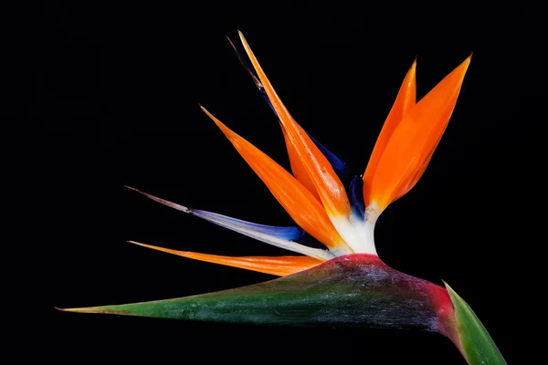 Pássaro do paraíso Flores — Fotografia de Stock