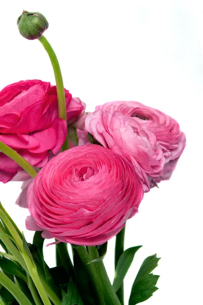 Fiori di ranuncolo persiano (ranunculus ) — Foto Stock