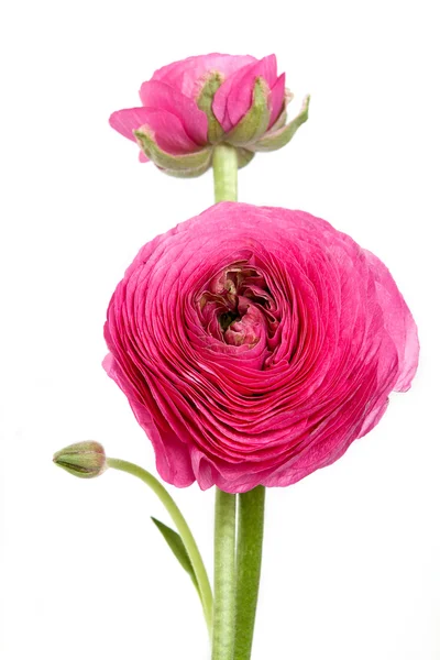 Květiny perský Pryskyřník (ranunculus) — Stock fotografie