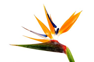 cennet kuşu çiçekler