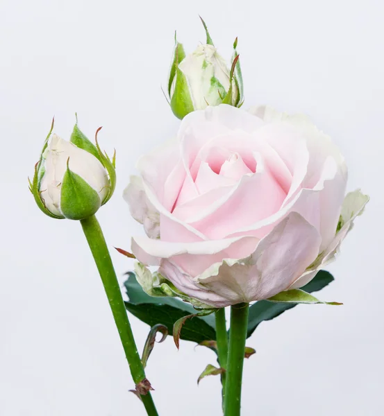 Rosas cor de rosa — Fotografia de Stock