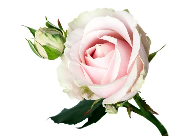 Rosas rosadas — Foto de Stock